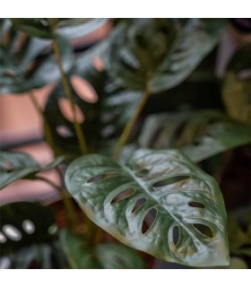 Emerald Arbusto artificial de Monstera Monkey en maceta 43 cm